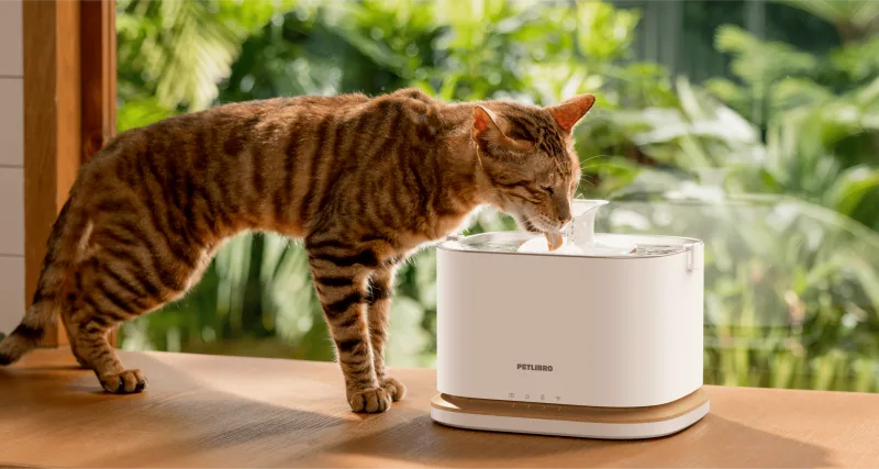 PETLIBRO Dockstream cat fountain with cat drinking at spout