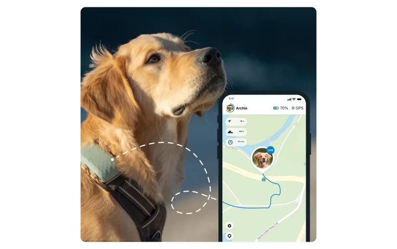 Tractive XL dog GPS tracker on collar with app tracking screen